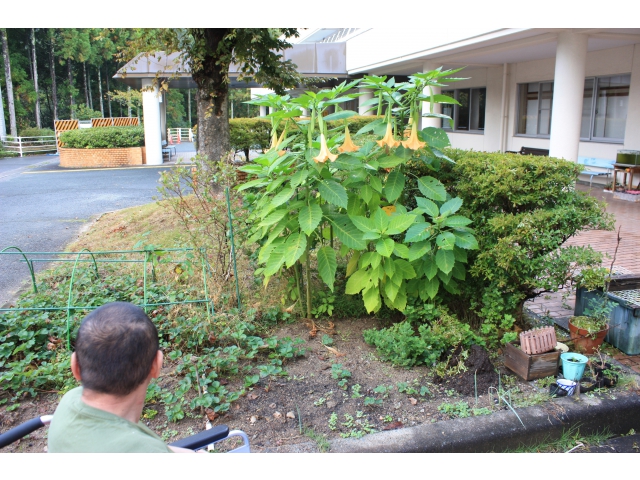 トランペット……。