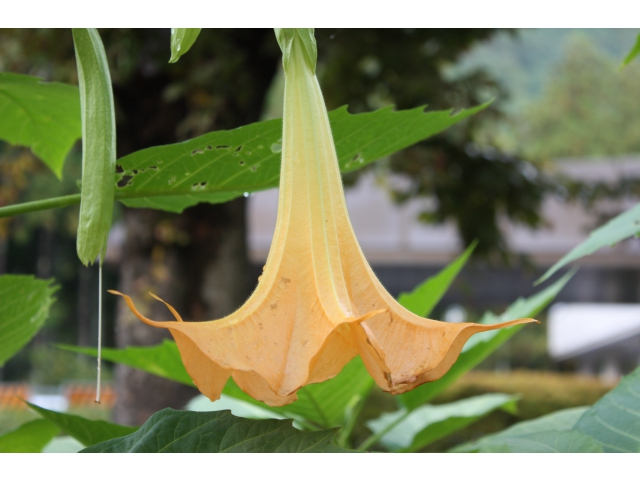 朝露が花を引き立たせます。
