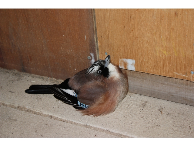 音や声の真似が巧いそうです。