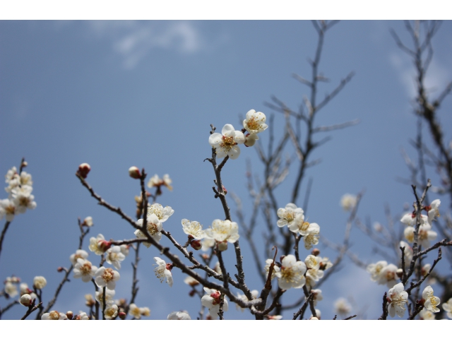 青空と白い花びら