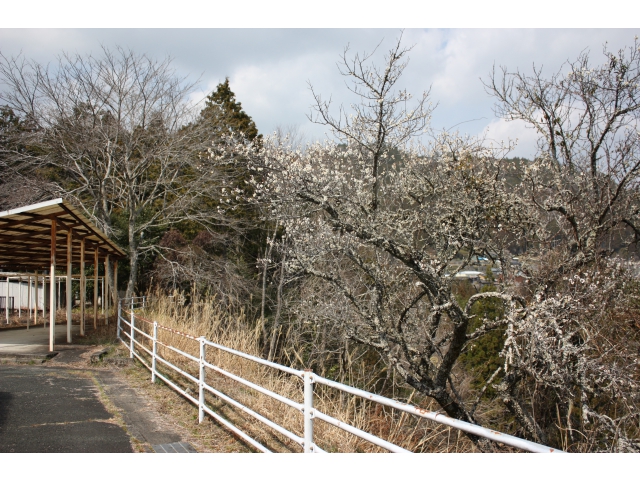 施設脇に咲いています。