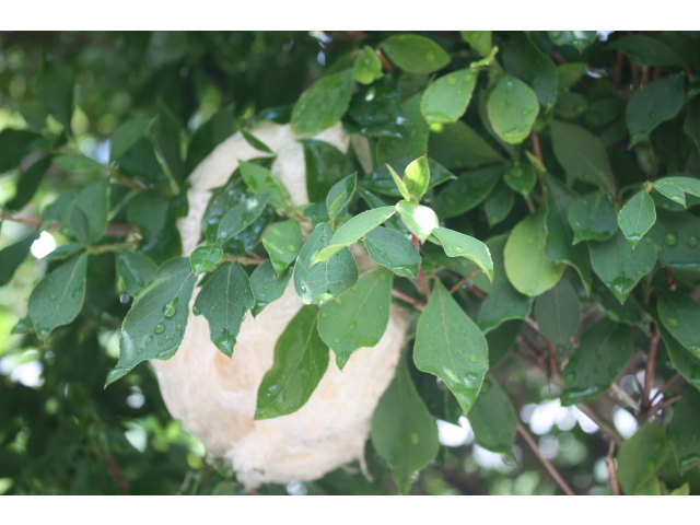 ここから沢山のオタマジャクシが産まれます