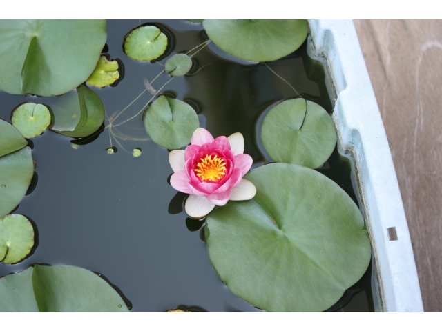 卵の下には睡蓮の花が！