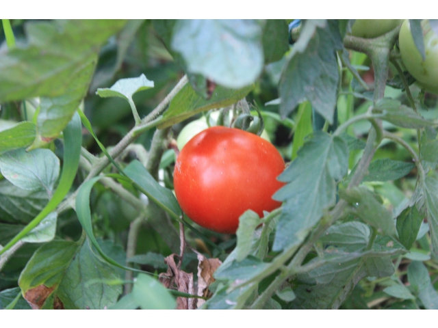 おいしそうなトマトです！