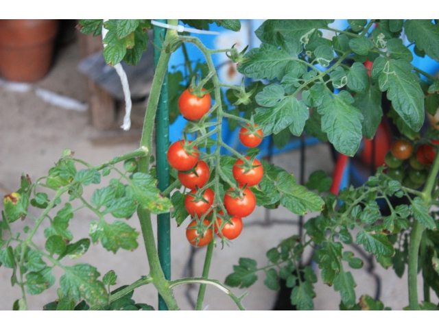 ミニトマトもあります