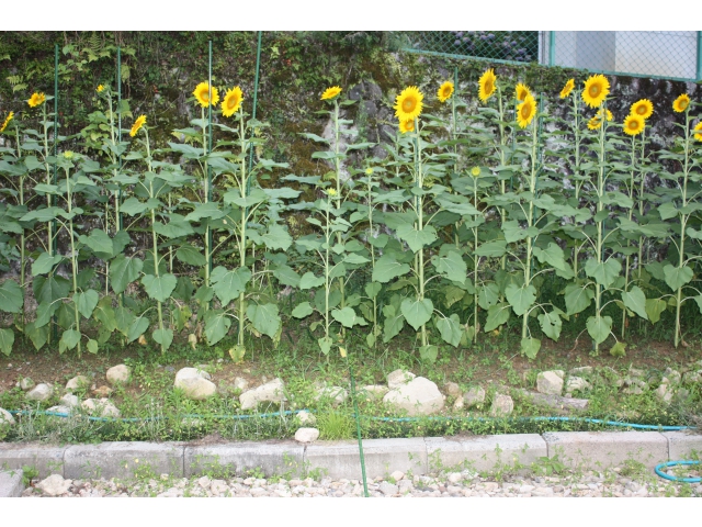 花壇にたくさんのひまわりが咲きました