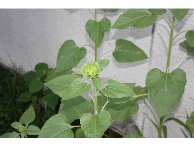 つぼみもあるのでまだまだ咲きそうです