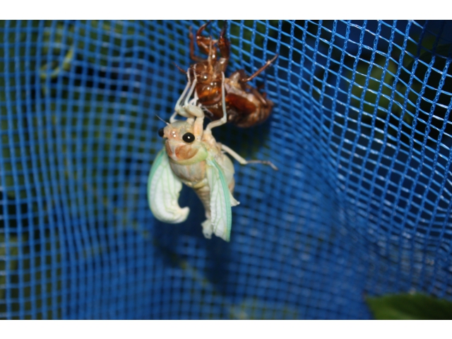 だんだん羽が伸びてきました