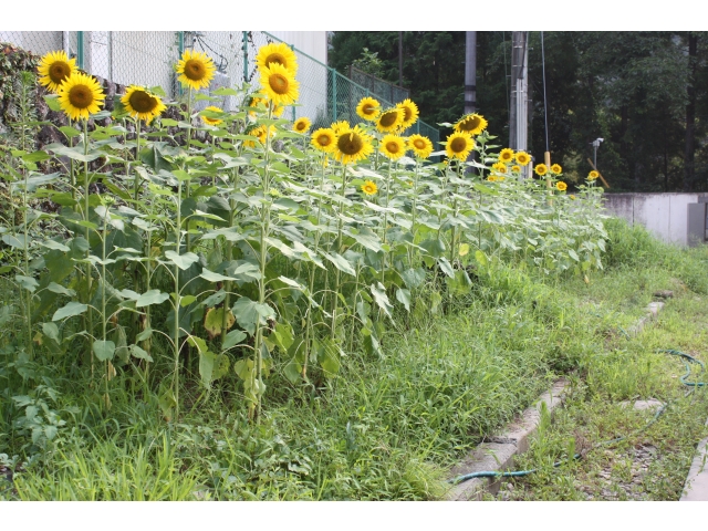 沢山咲いてますよ