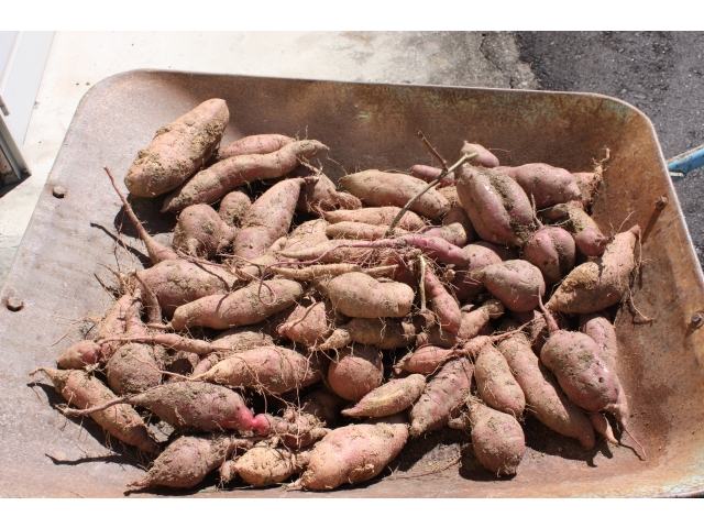 これだけ取れました