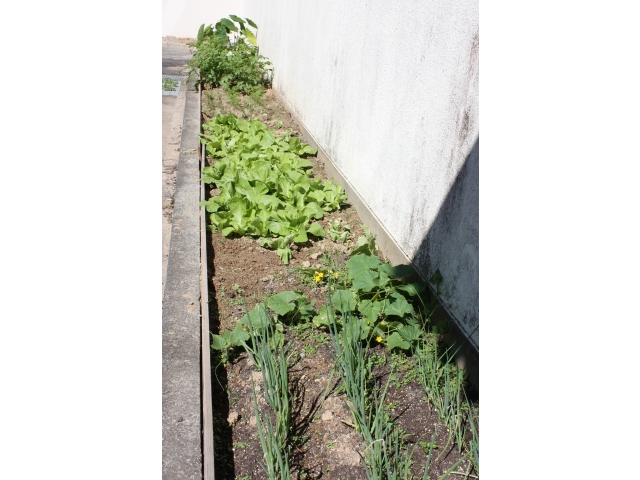 畑はこんな感じです