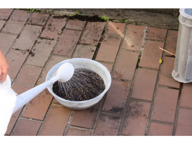 芽が出るのも楽しみです