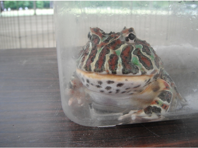 大きなカエルもいました！