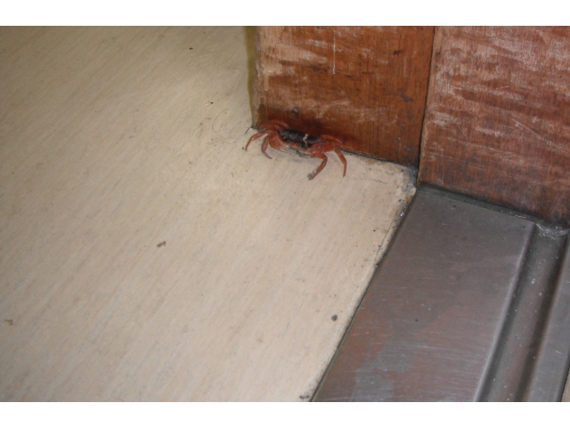 サワガニです！