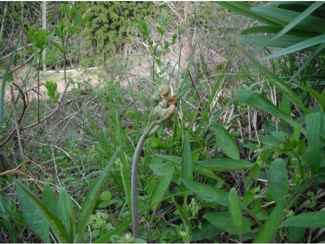 わらび生えてます