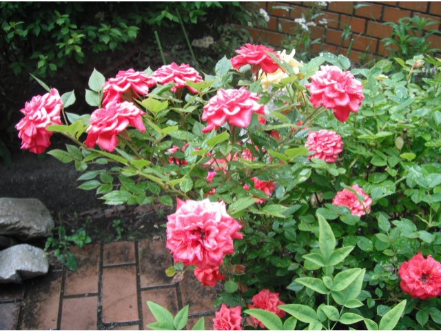 きれいなピンク色です