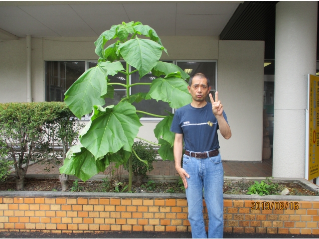 2,3か月で大人の身長ほどになりました。巨大な葉っぱです！