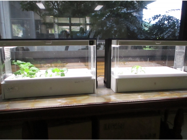 こちらは水耕栽培