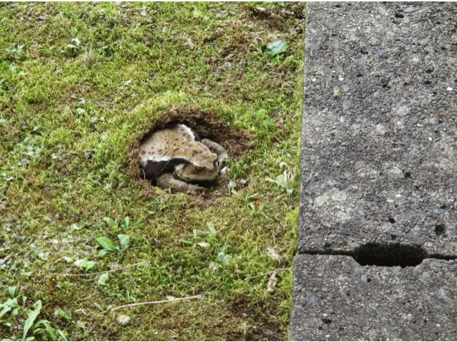 遠目で見ると何だか分かりませんね？