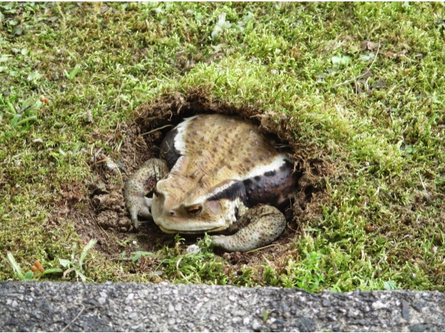 きっちり土の布団を被っています。