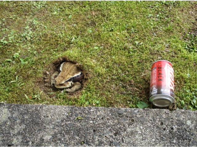 大きいカエルでした🐸