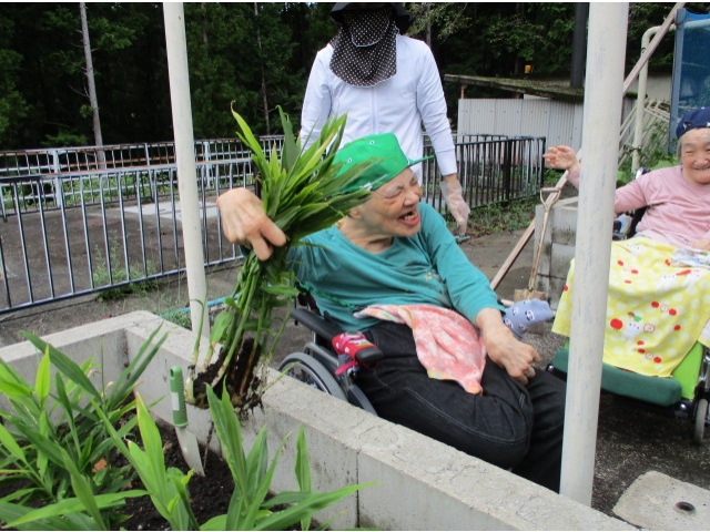 しょうがを収穫