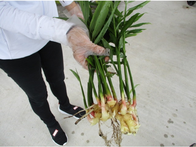 立派なショウガ！しょうがないなー