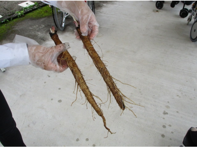 立派なごぼう！がごぼっと抜けた。