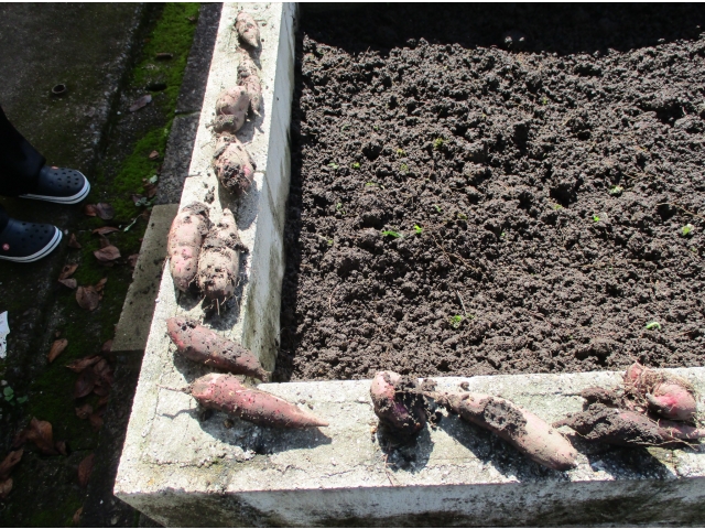 大きいさつまいもではありませんね。