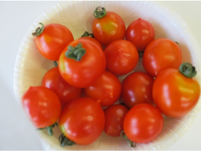 職員が育てたトマト　お1人様15個