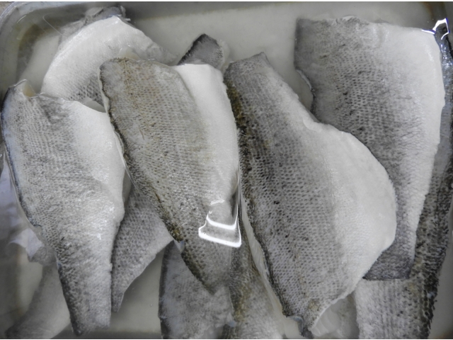 今が旬のスズキがたくさん