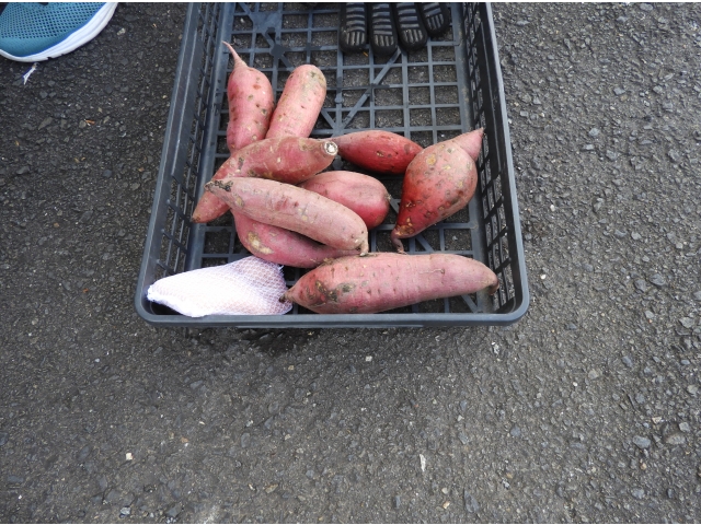 安納芋です