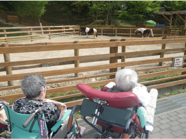 ポニーが恥ずかしそうにちらちらこちらを見ています