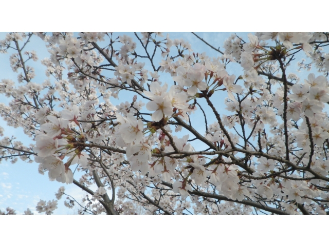 小牧苑の桜