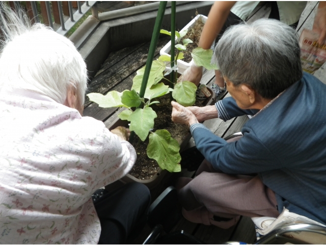 肥料を入れます