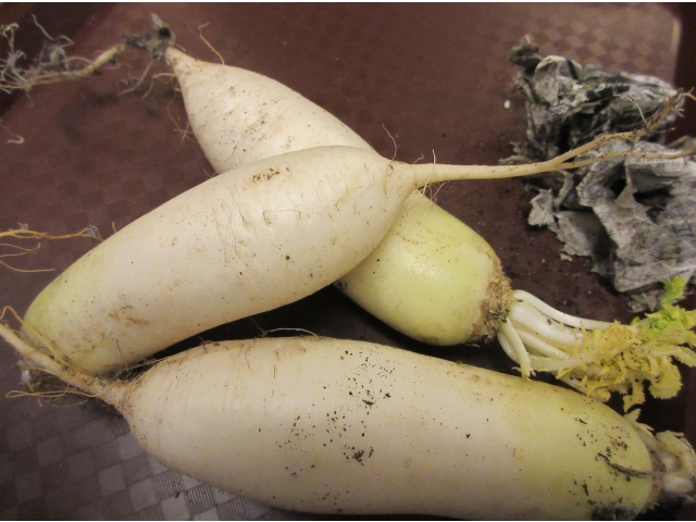 収穫した大根
