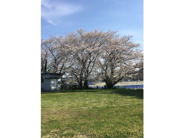 満開時の桜（4月7日撮影）