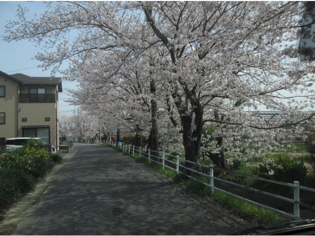 数百メートル続く桜のトンネル