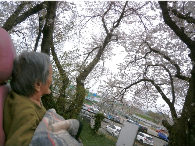 大きな木だねぇ！