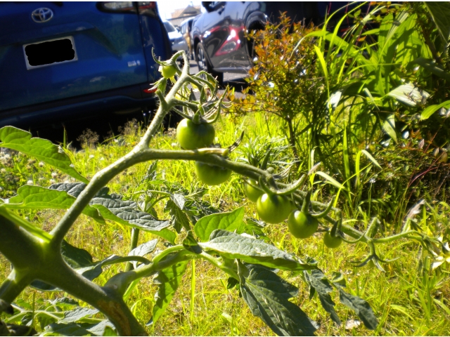 実が出来始めました😊