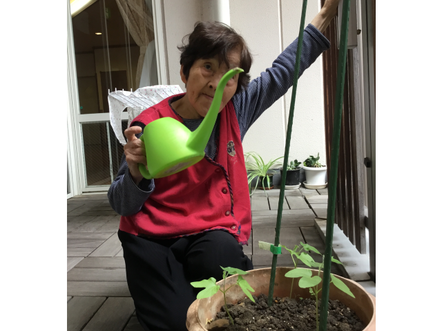 ベランダに出ると朝顔が植えてあります。咲くのを楽しみに見ています🌱