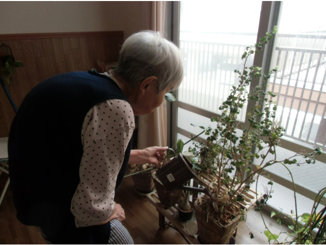 毎日の水やりの様子