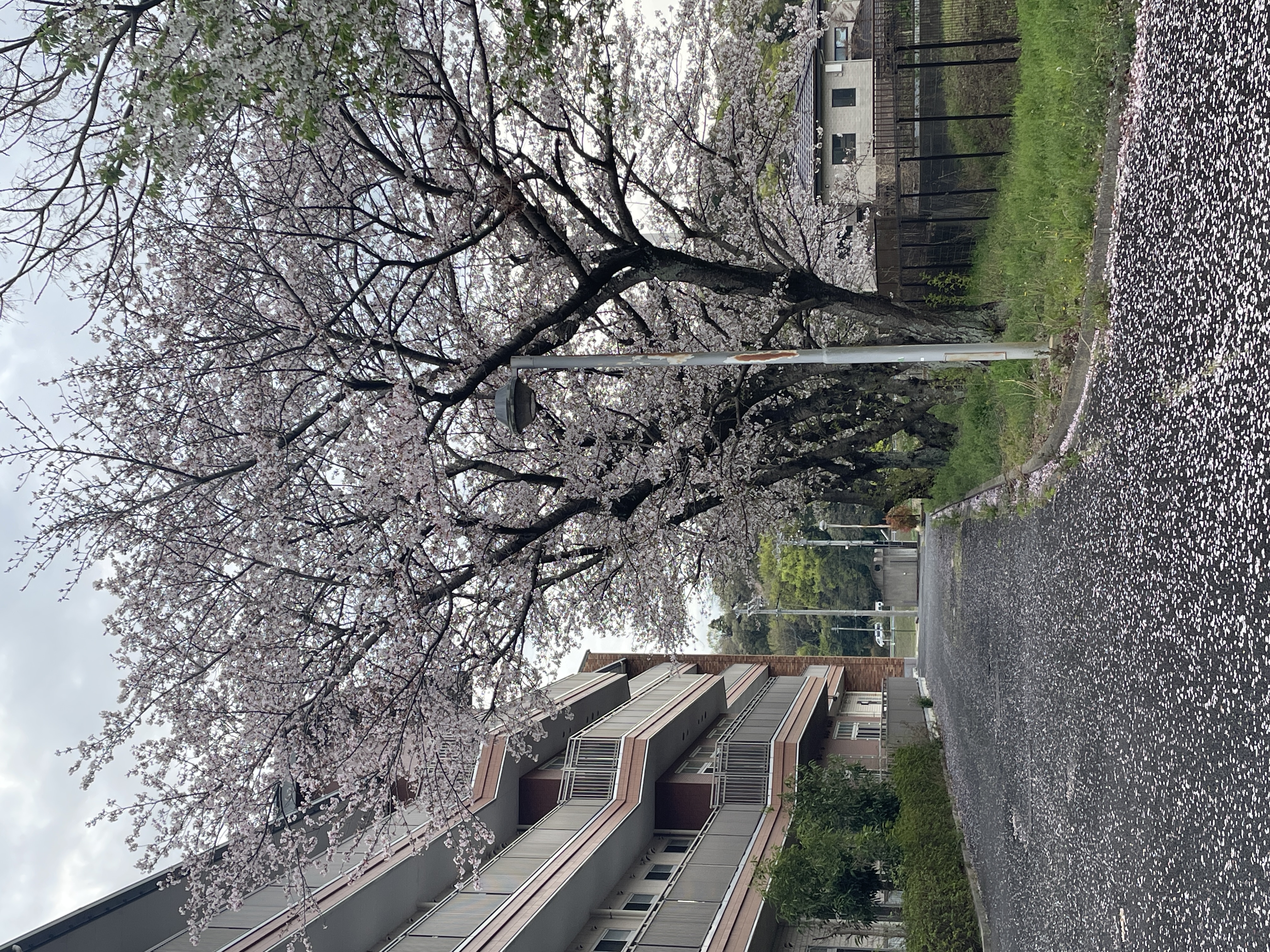 薄曇りは残念ですが、桜🌸は満開！