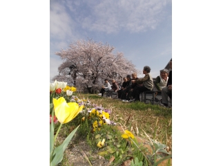 食後の運動に東の花畑へ「こっちの桜も立派だね」