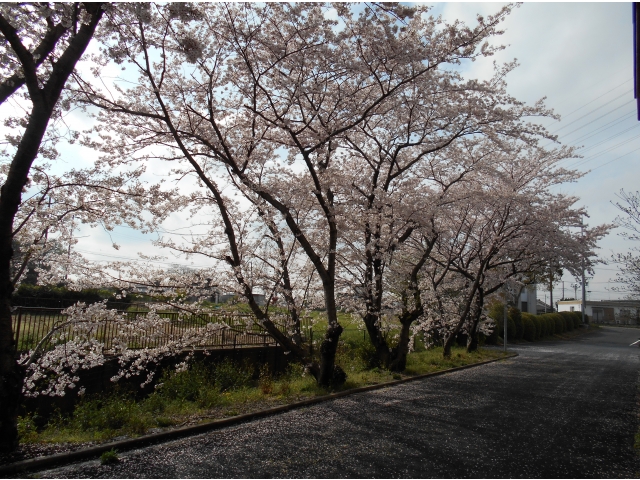 デイサービスから見える桜
「今日は何分咲き？」