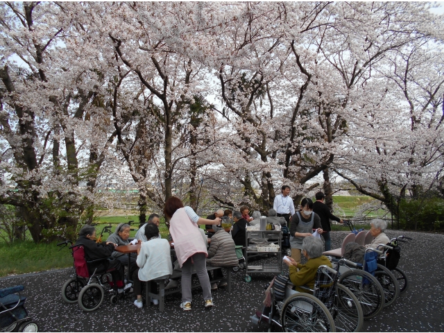 苑庭にて、桜の絨毯の上でお花見会
「今日はあったかくていい日だね」