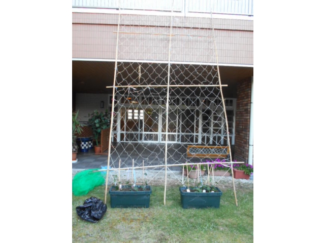 あさがおとゴーヤ。
今年も涼しい緑のカーテンをつくります。