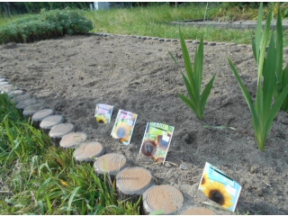 きれいになった畑は、ひまわりやスイカの苗。
大きくなあれ～（8分音符）