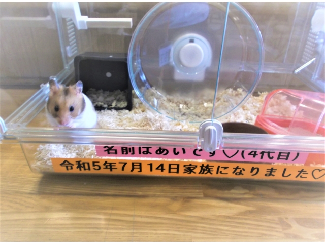 「あいちゃん」の名前を受け継ぎましたが、男の子です。