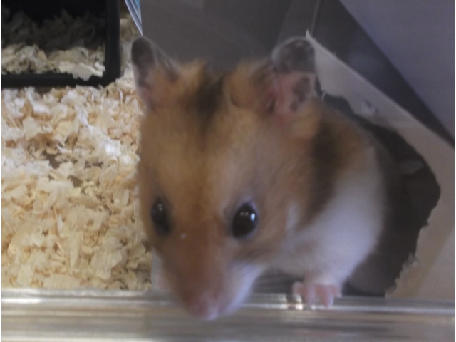 あいちゃんは、夜行性です。　　　　　　　　　　　日中はお昼寝をしています。